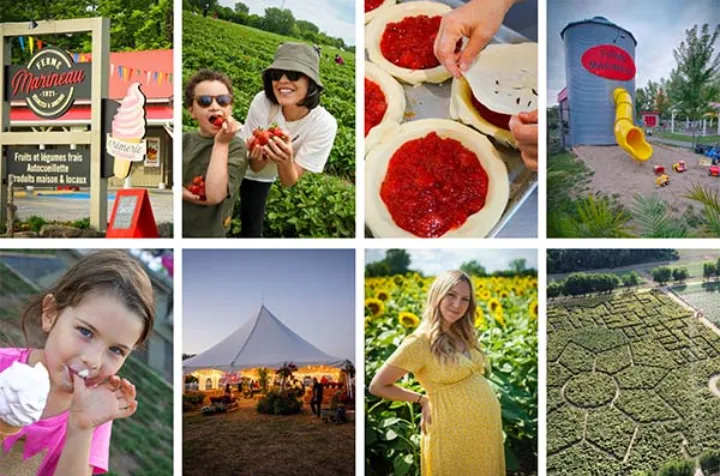 این ۱۲ مزرعه زیبا هم فال هستند و هم تماشا